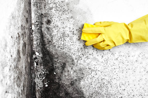 Best Post-Flood Mold Remediation in Pearl River, NY