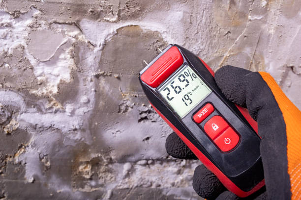 Best Black Mold Remediation in Pearl River, NY