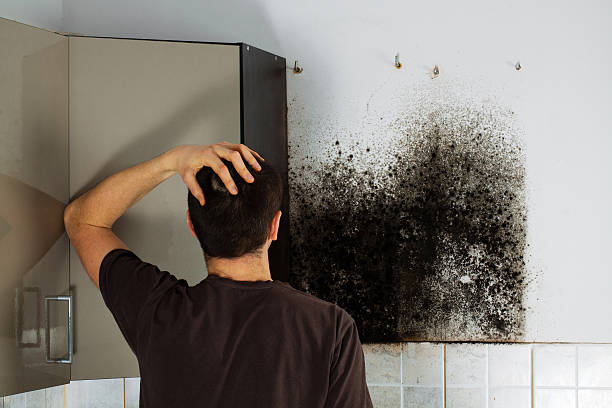 Best HVAC Mold Remediation in Pearl River, NY