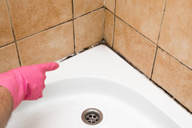 Best Black Mold Remediation in Pearl River, NY